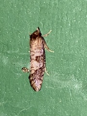 Acrolophus texanella