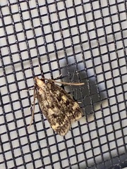 Martyringa latipennis