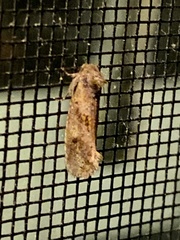 Acrolophus texanella