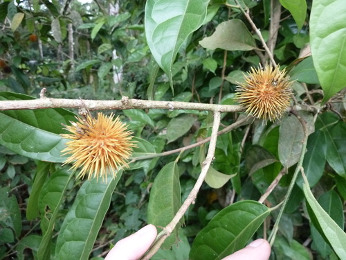 Caloncoba echinata