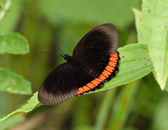 Biblis hyperia nectanabis