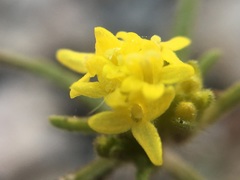 Orochaenactis thysanocarpha