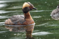 Podiceps auritus