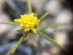 Orochaenactis thysanocarpha