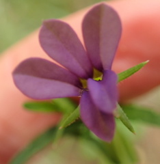 Monopsis stellarioides