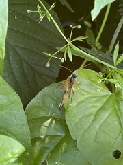 Therion circumflexum