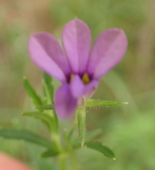 Monopsis stellarioides