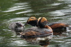 Podiceps auritus
