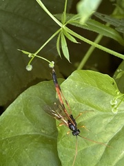 Therion circumflexum