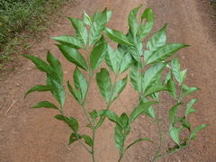 Rothmannia longiflora