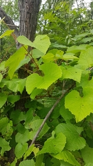 Vitis amurensis