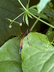 Therion circumflexum