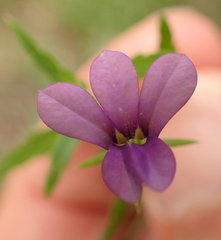 Monopsis stellarioides