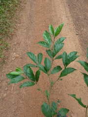 Rothmannia longiflora
