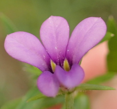 Monopsis stellarioides
