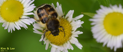 Lasiotrichius succinctus