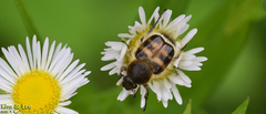 Lasiotrichius succinctus