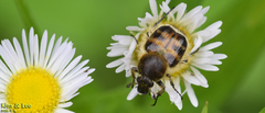 Lasiotrichius succinctus