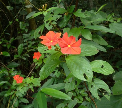 Mussaenda elegans