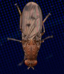 Suillia variegata