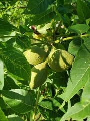 Juglans nigra