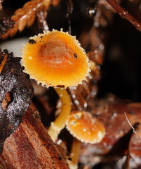 Cystoderma muscicola