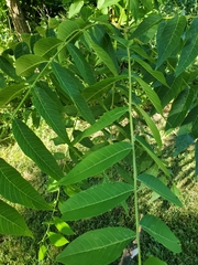 Juglans nigra