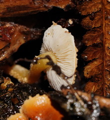 Cystoderma muscicola