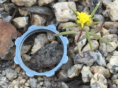 Orochaenactis thysanocarpha