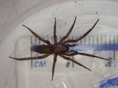 Scotophaeus blackwalli