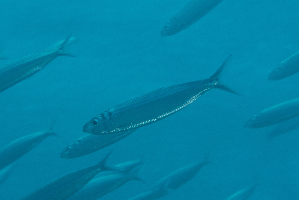 Goldspot Herring (Reef Fish of the Hawaiian Islands) · iNaturalist