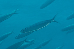 Bluestripe Herring photo 5