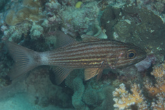 Cheilodipterus macrodon