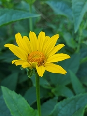 Heliopsis helianthoides