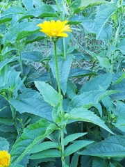 Heliopsis helianthoides