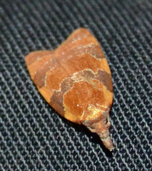 Cenopis diluticostana