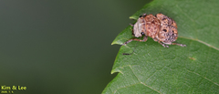 Exechesops leucopis