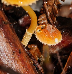 Cystoderma muscicola