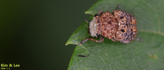 Exechesops leucopis