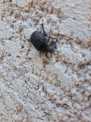 Protaetia morio