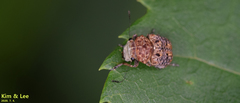 Exechesops leucopis