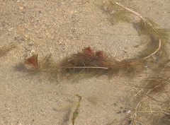 Myriophyllum sibiricum