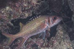 Neoniphon opercularis