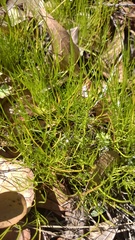 Ptilimnium capillaceum