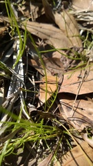 Ptilimnium capillaceum