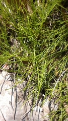 Ptilimnium capillaceum