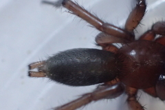Scotophaeus blackwalli