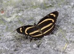 Phaedyma aspasia