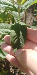Mentha longifolia
