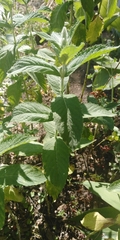 Mentha longifolia